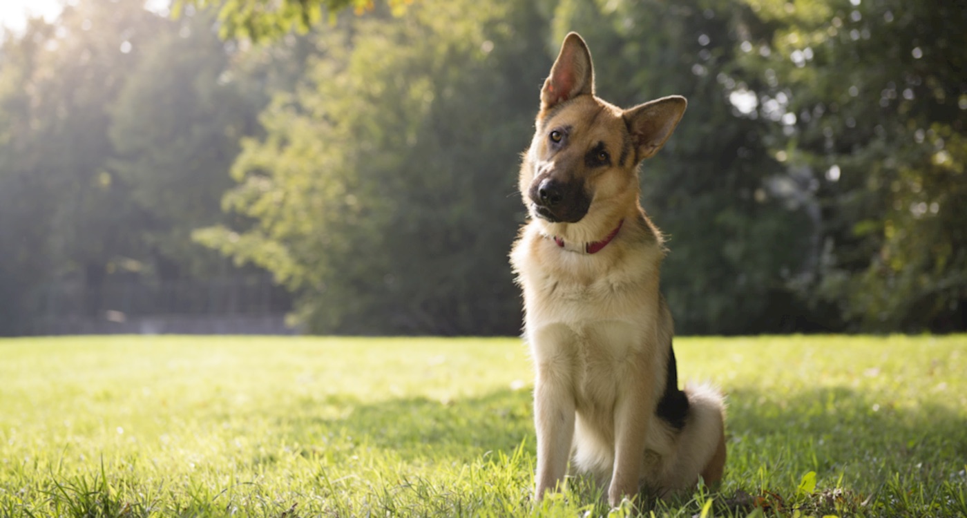 Humane Society of Utah partnership photo