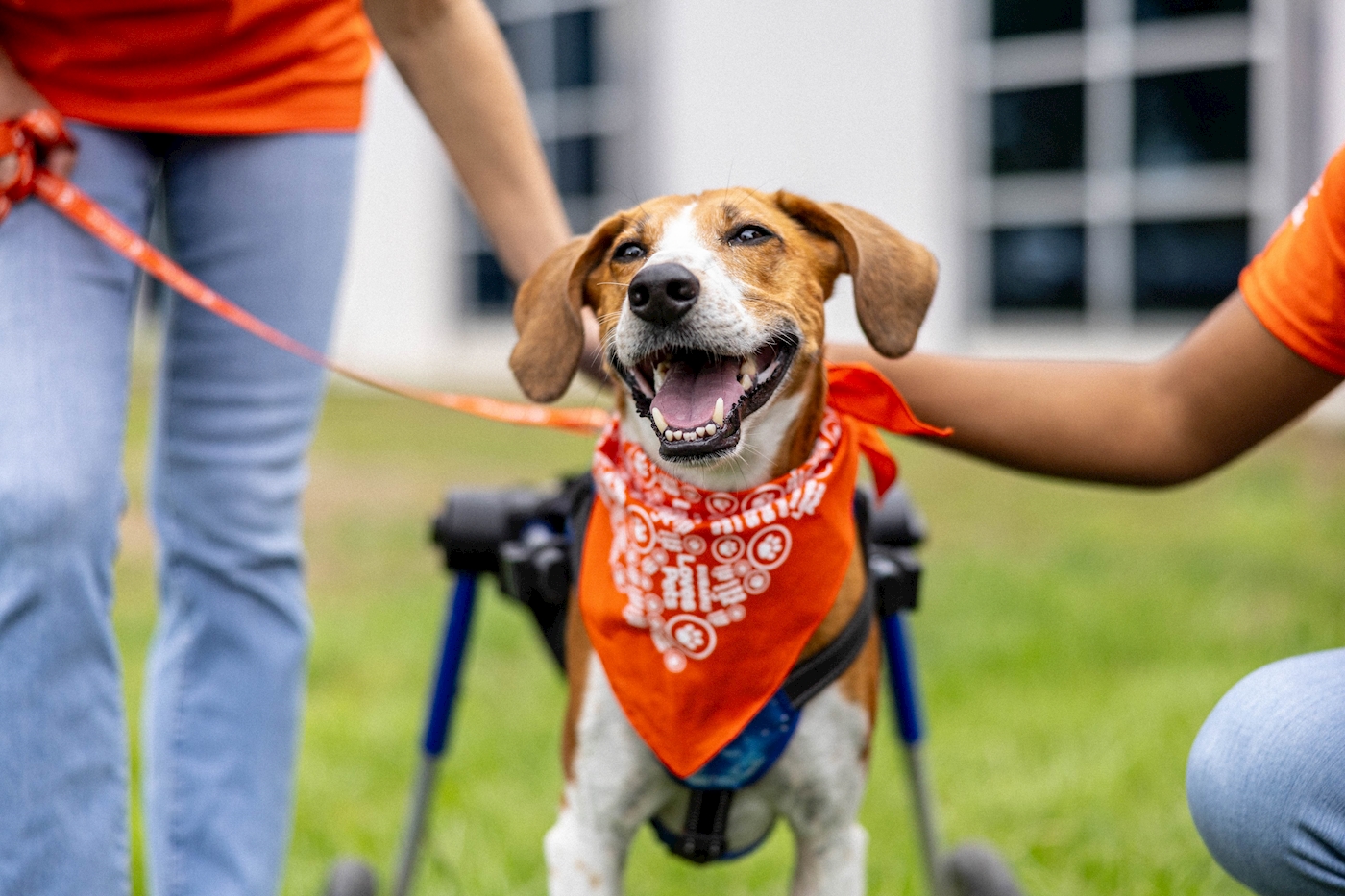 Families and dogs at the Mark Miller Subaru Make A Dog's Day event in Sandy, Utah
